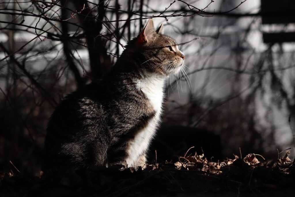 is the game playonit55 released yet