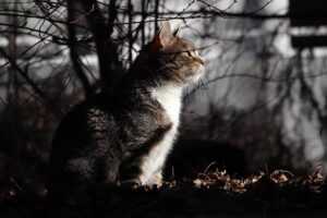 is the game playonit55 released yet