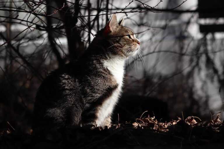 is the game playonit55 released yet